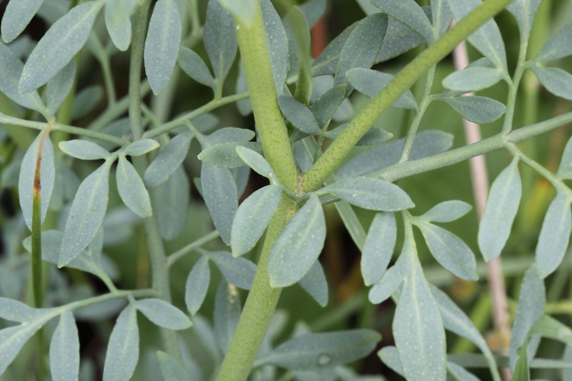 Ruta chalepensis / Ruta frangiata