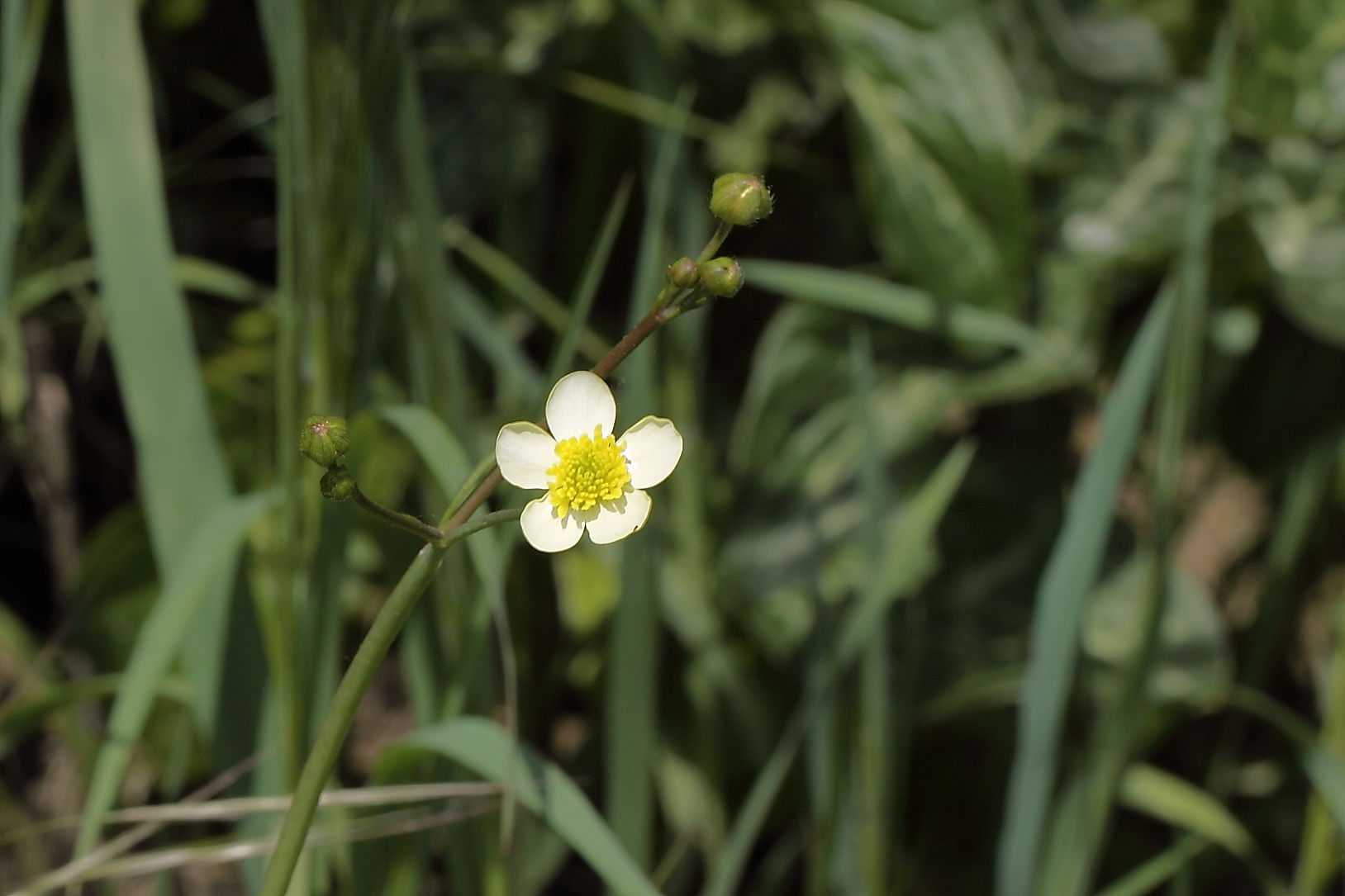 Ranunculus sp. ?