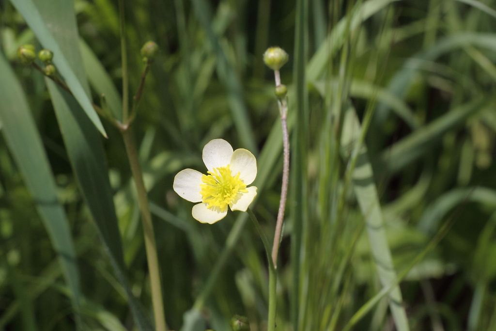 Ranunculus sp. ?