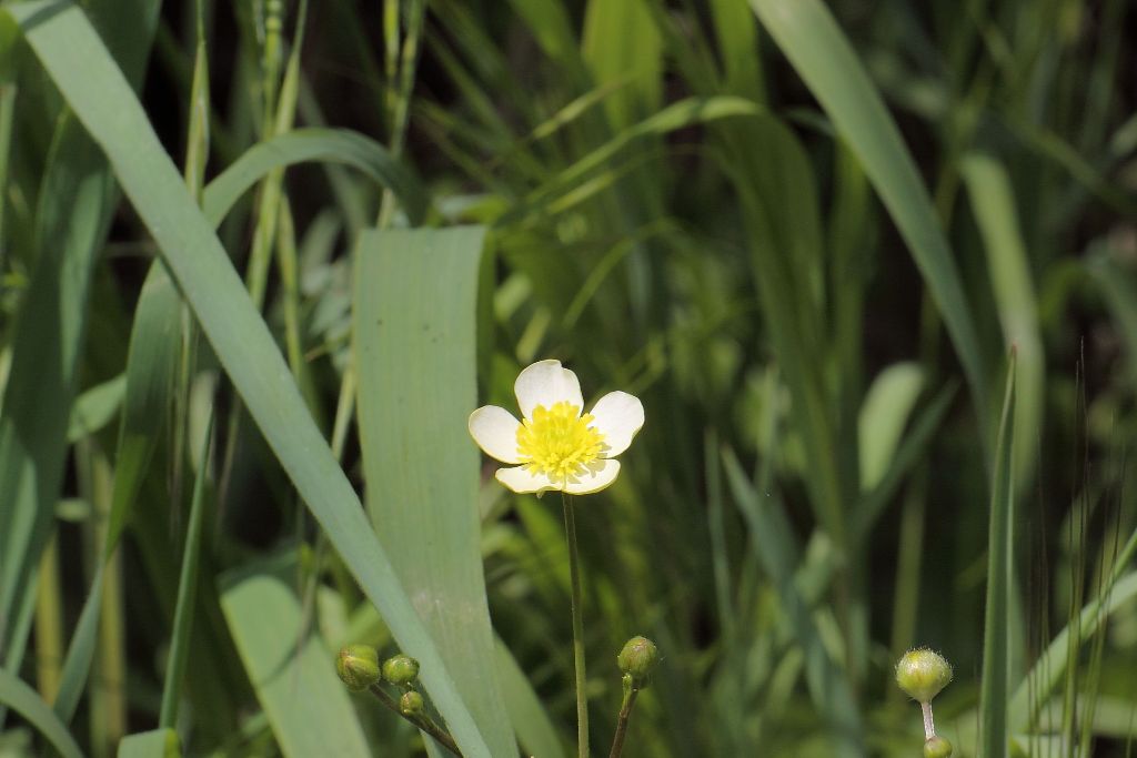 Ranunculus sp. ?