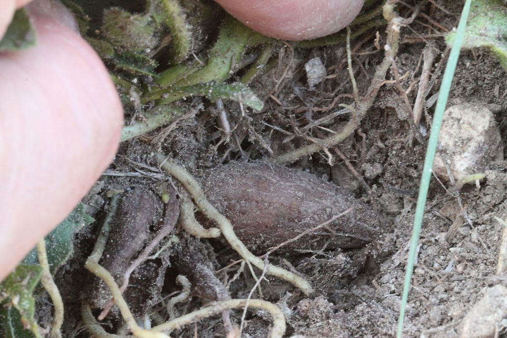 Leontodon tuberosus / Dente di leone tuberoso