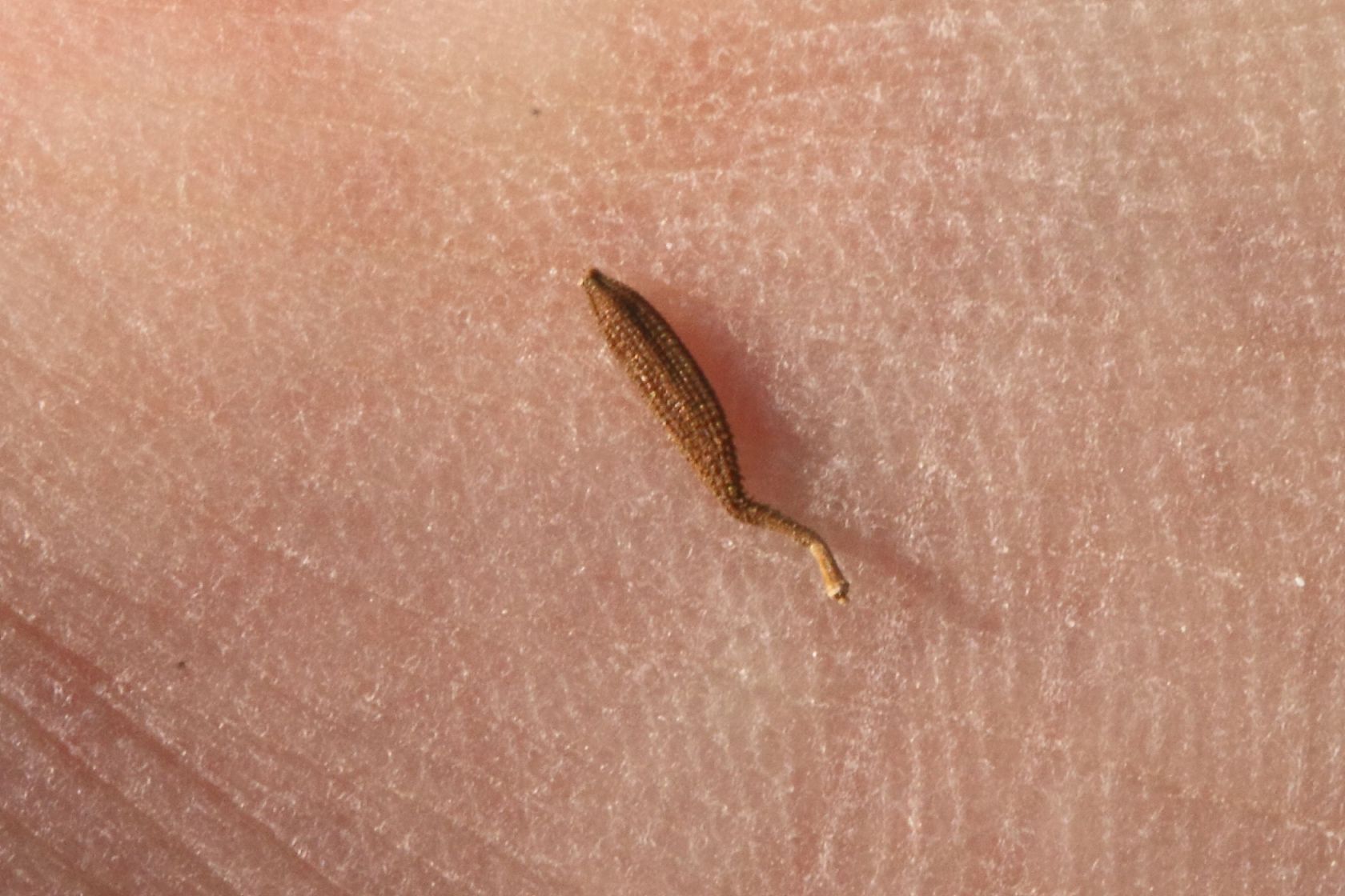 Leontodon tuberosus / Dente di leone tuberoso
