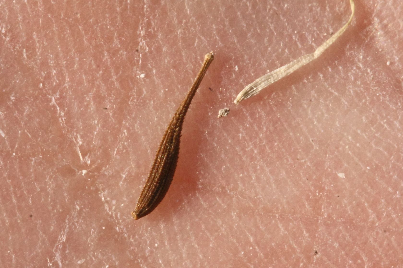 Leontodon tuberosus / Dente di leone tuberoso