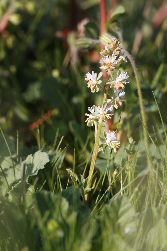 Reseda ..- Reseda phyteuma L.