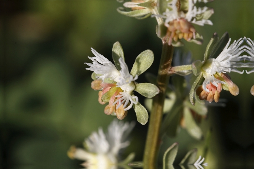 Reseda ..- Reseda phyteuma L.