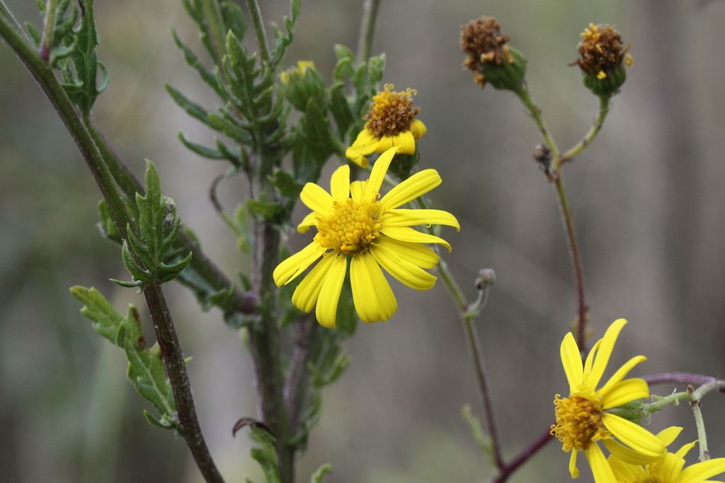 Jacobaea erucifolia (= Senecio euricifolius) / Senecione serpeggiante
