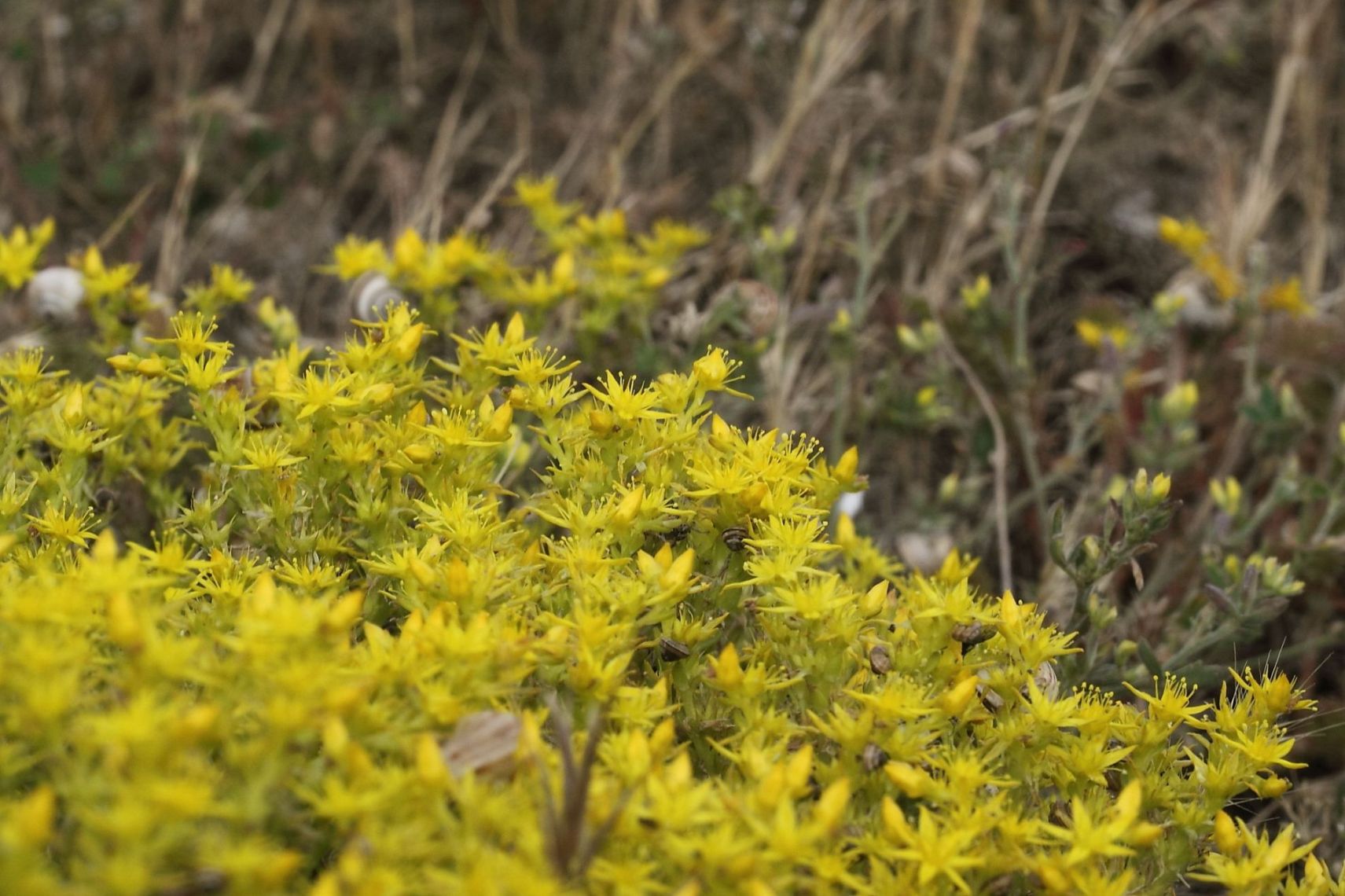 Sedum sexangulare