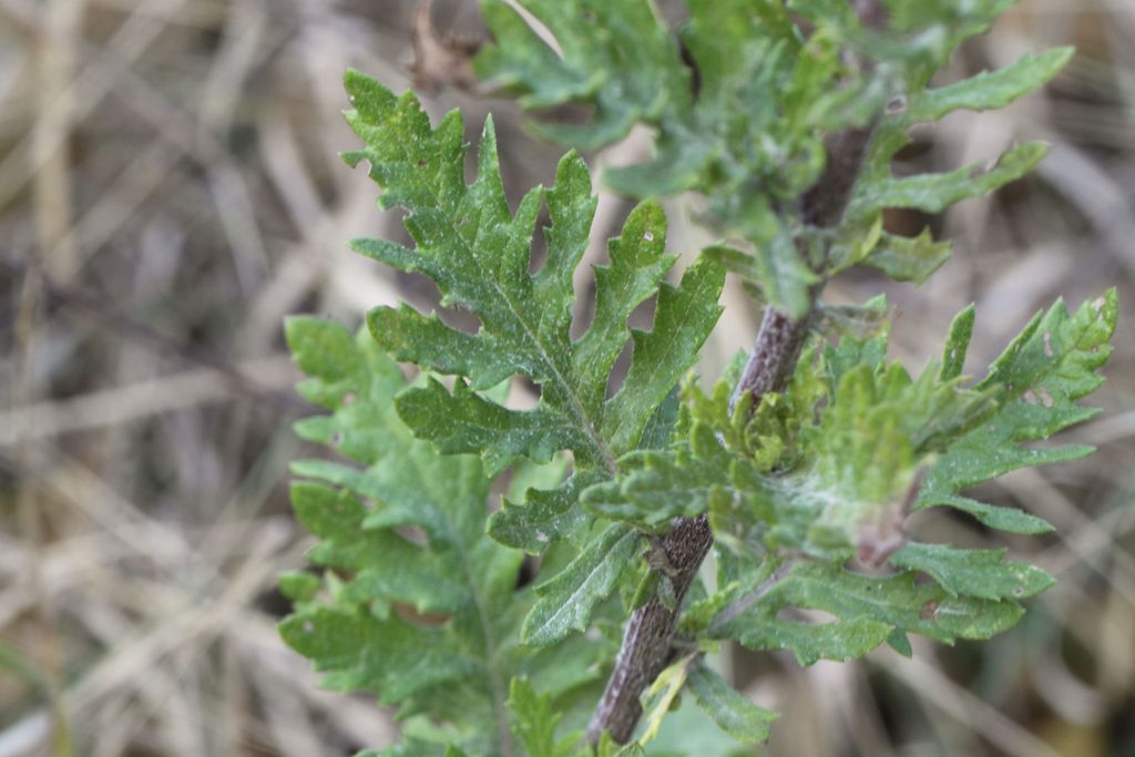 Jacobaea erucifolia (= Senecio euricifolius) / Senecione serpeggiante
