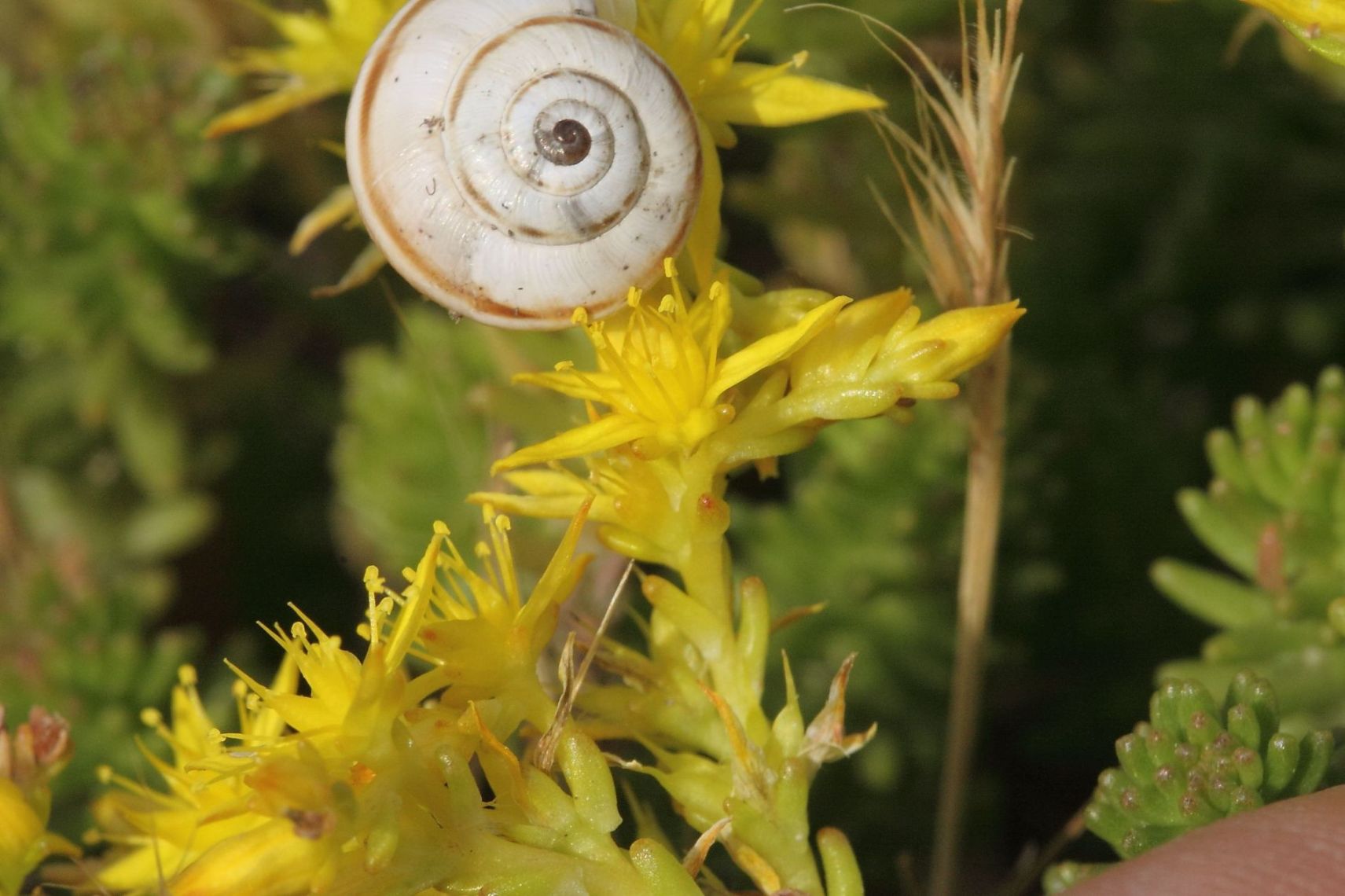 Sedum sexangulare