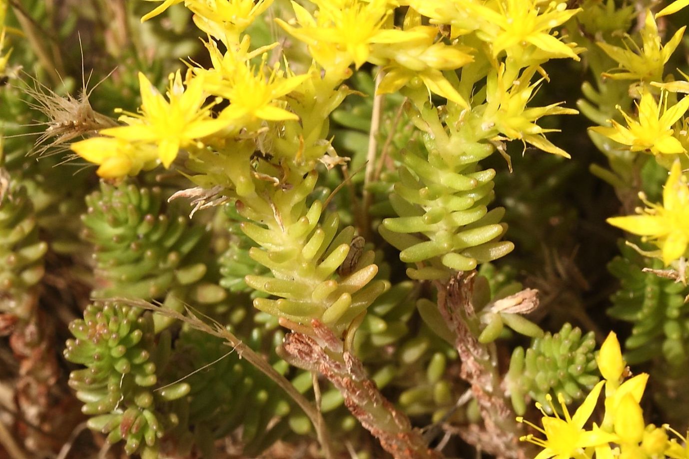 Sedum sexangulare