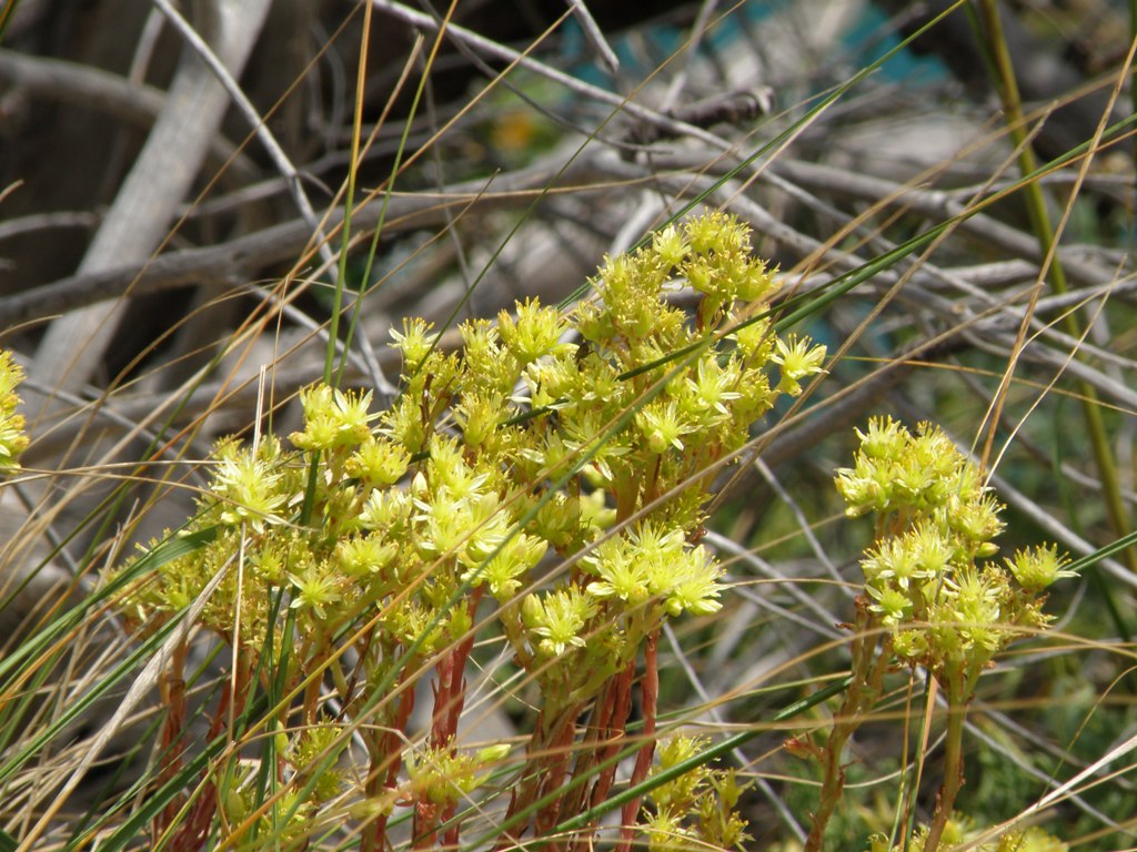 Da determinare 2 - Sedum ochroleucum ?