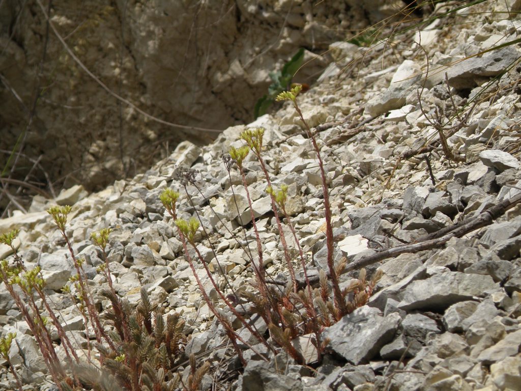 Da determinare 2 - Sedum ochroleucum ?