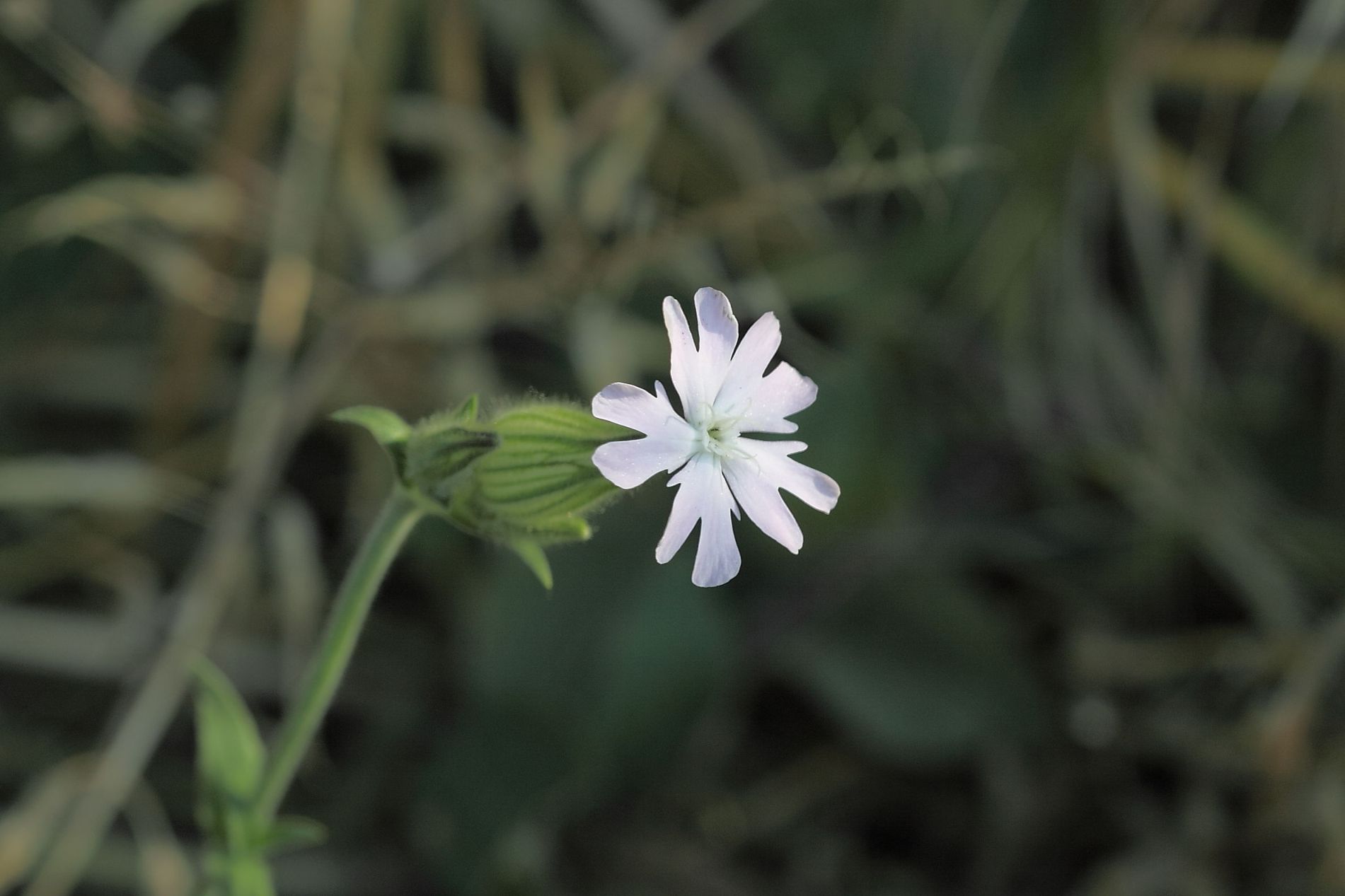 Silene latifolia / Silene bianca
