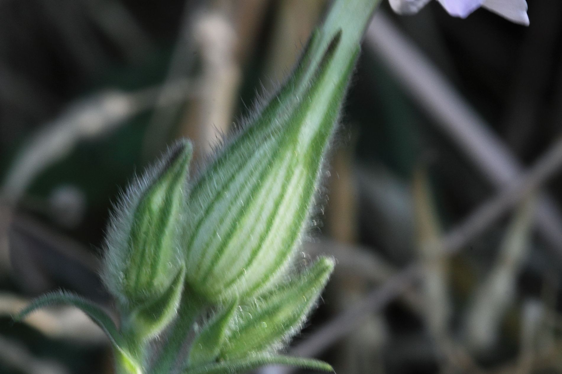 Silene latifolia / Silene bianca