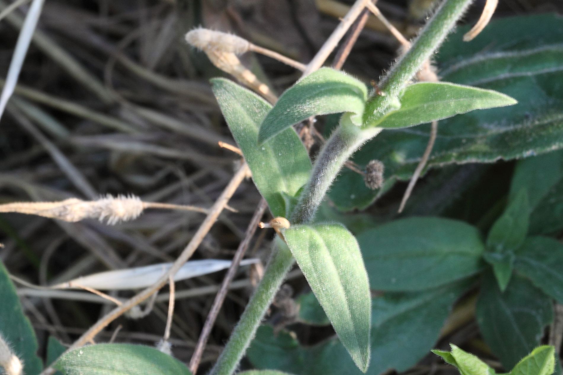 Silene latifolia / Silene bianca