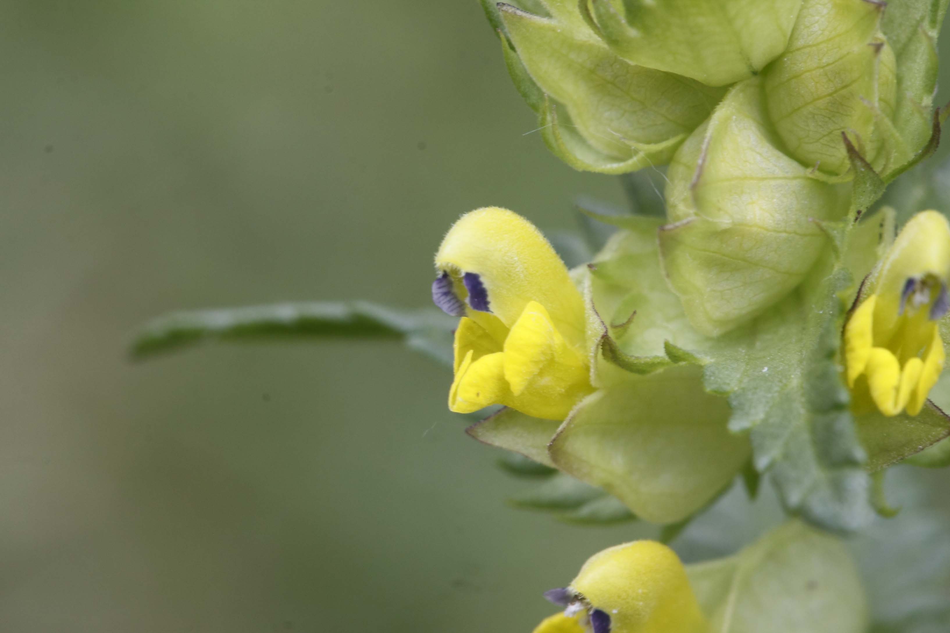 Da determinare 2: Rhinanthus sp.