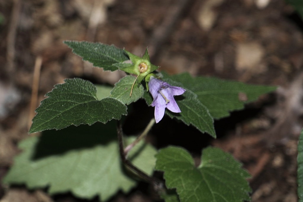 Campanula trachelium