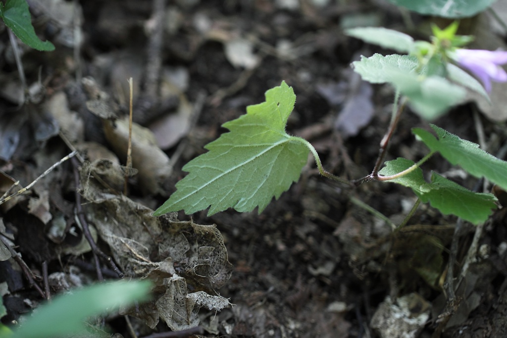 Campanula trachelium