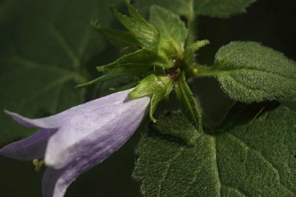 Campanula trachelium