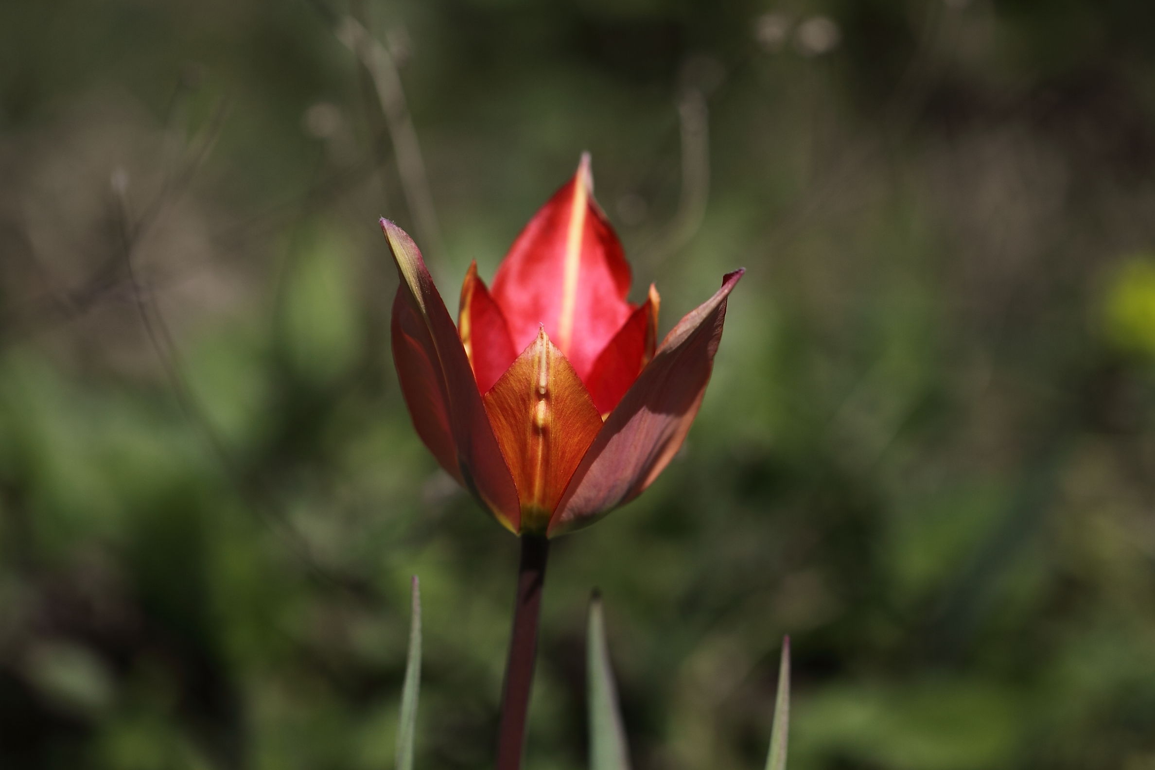 Tulipa raddii / Tulipano precoce