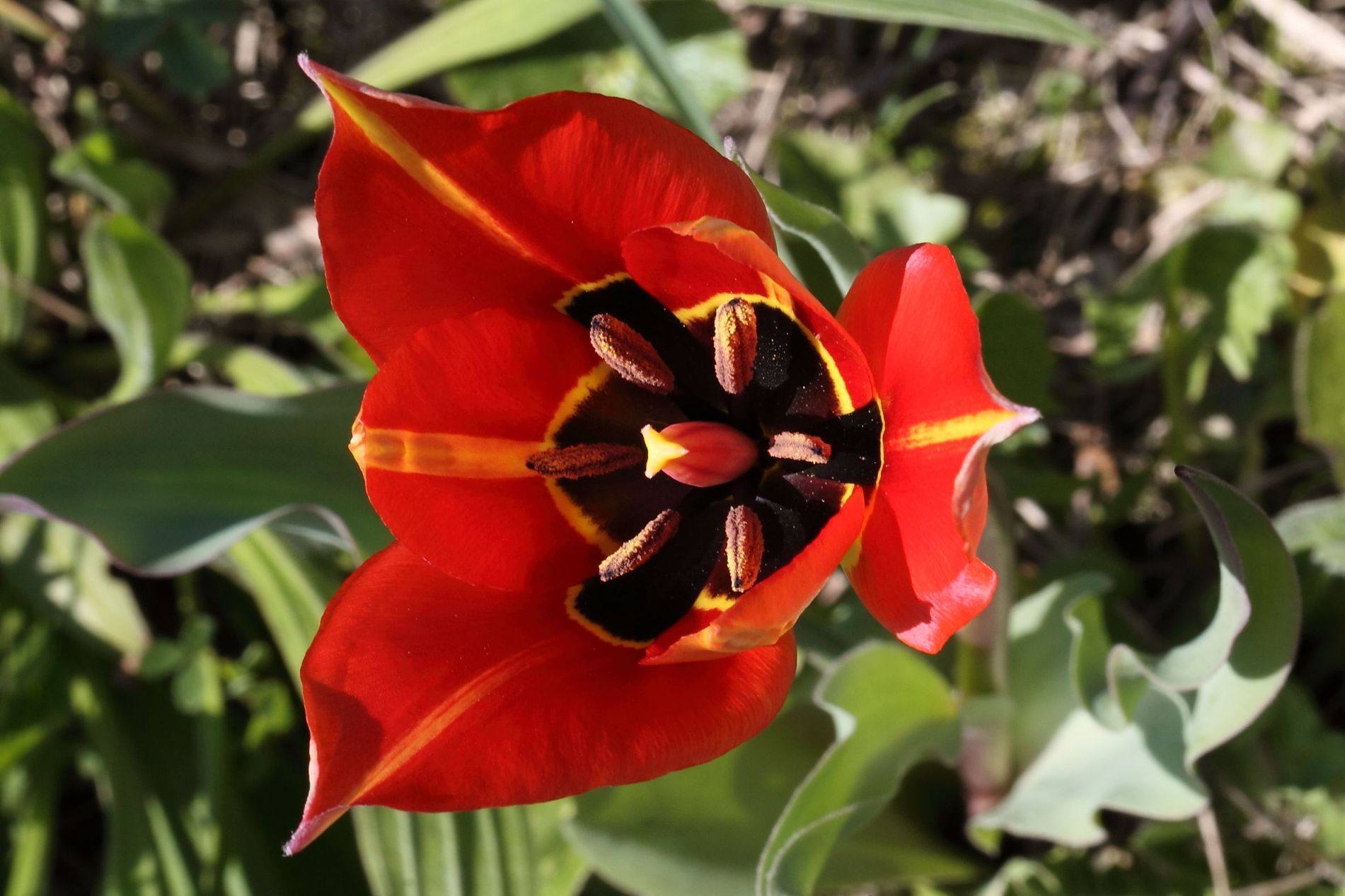 Tulipa raddii / Tulipano precoce