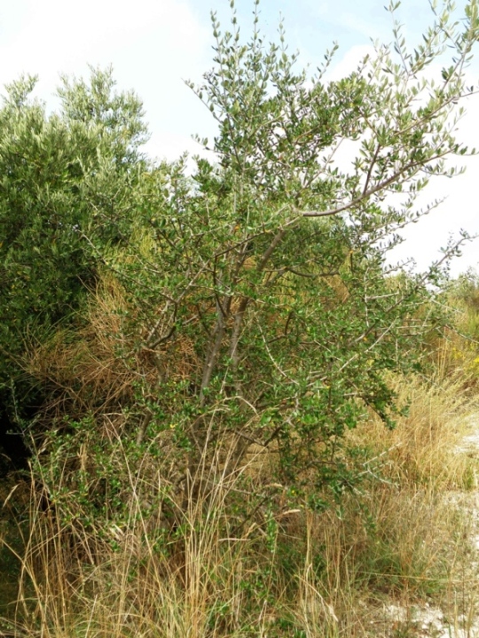 Olea europaea var. sylvestris