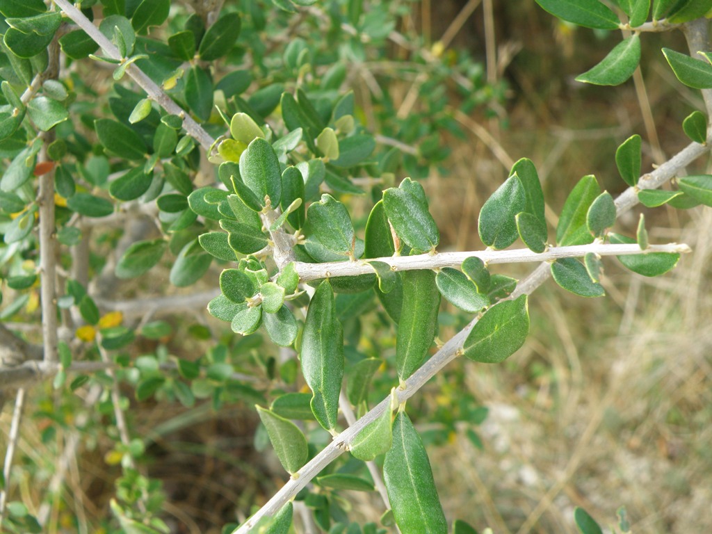 Olea europaea var. sylvestris