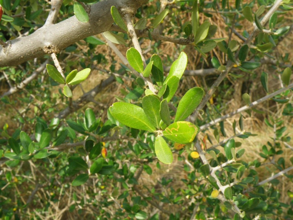 Olea europaea var. sylvestris