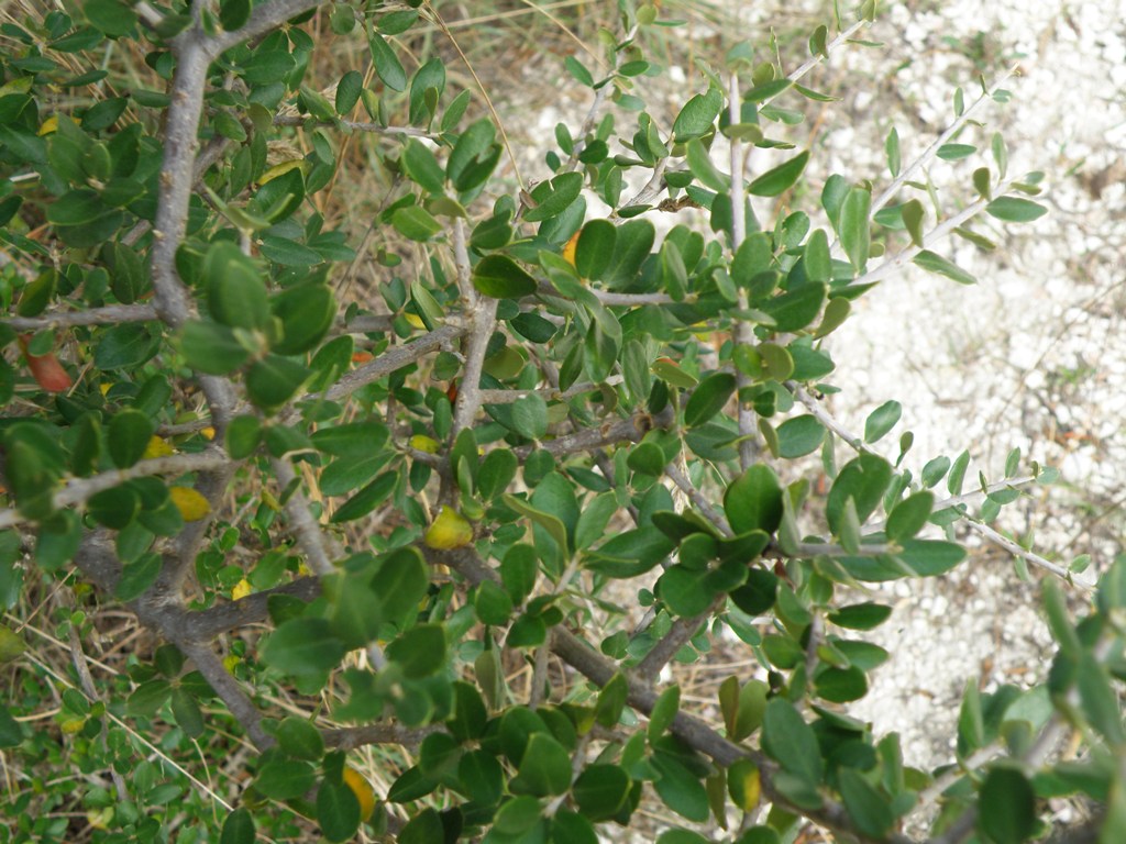 Olea europaea var. sylvestris