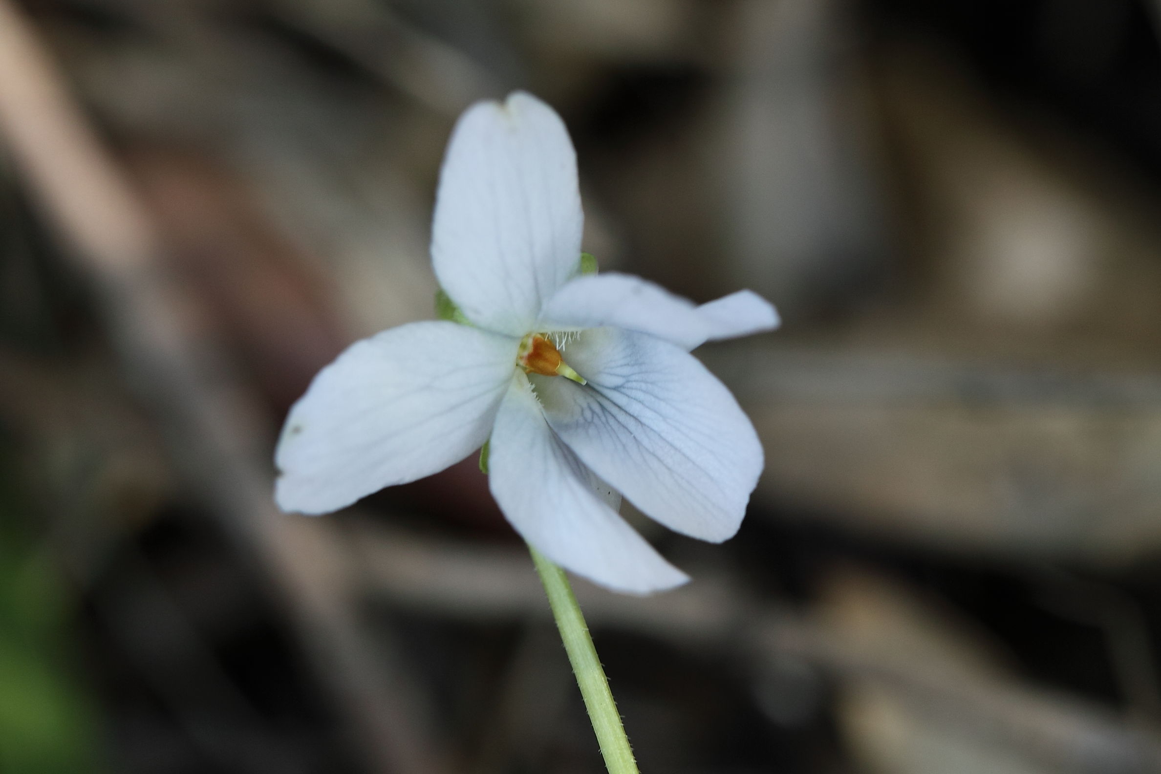 Viola alba o V. odorata?