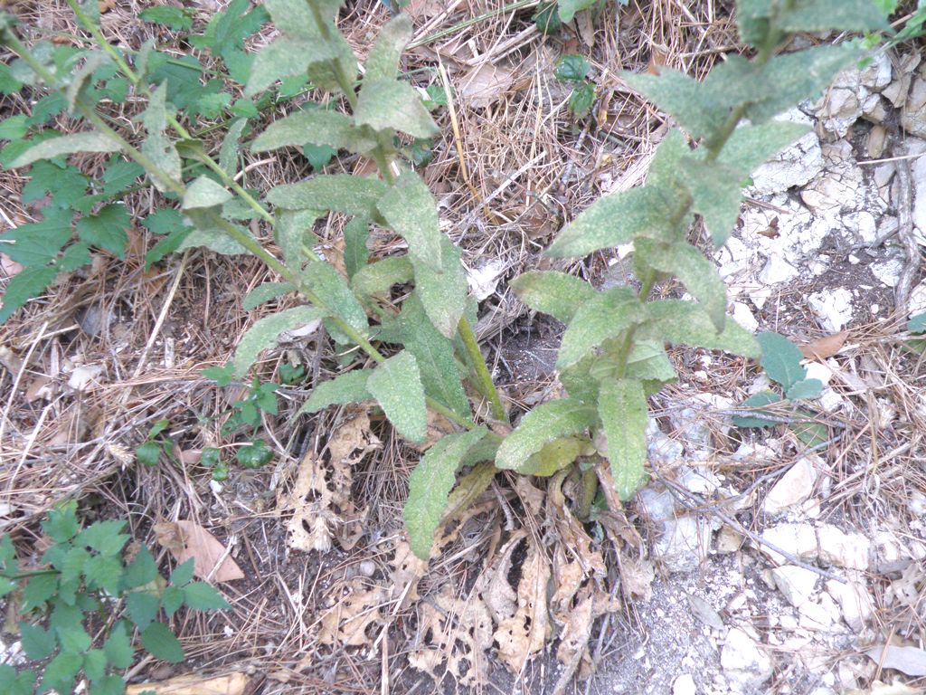 Verbascum cfr. sinuatum