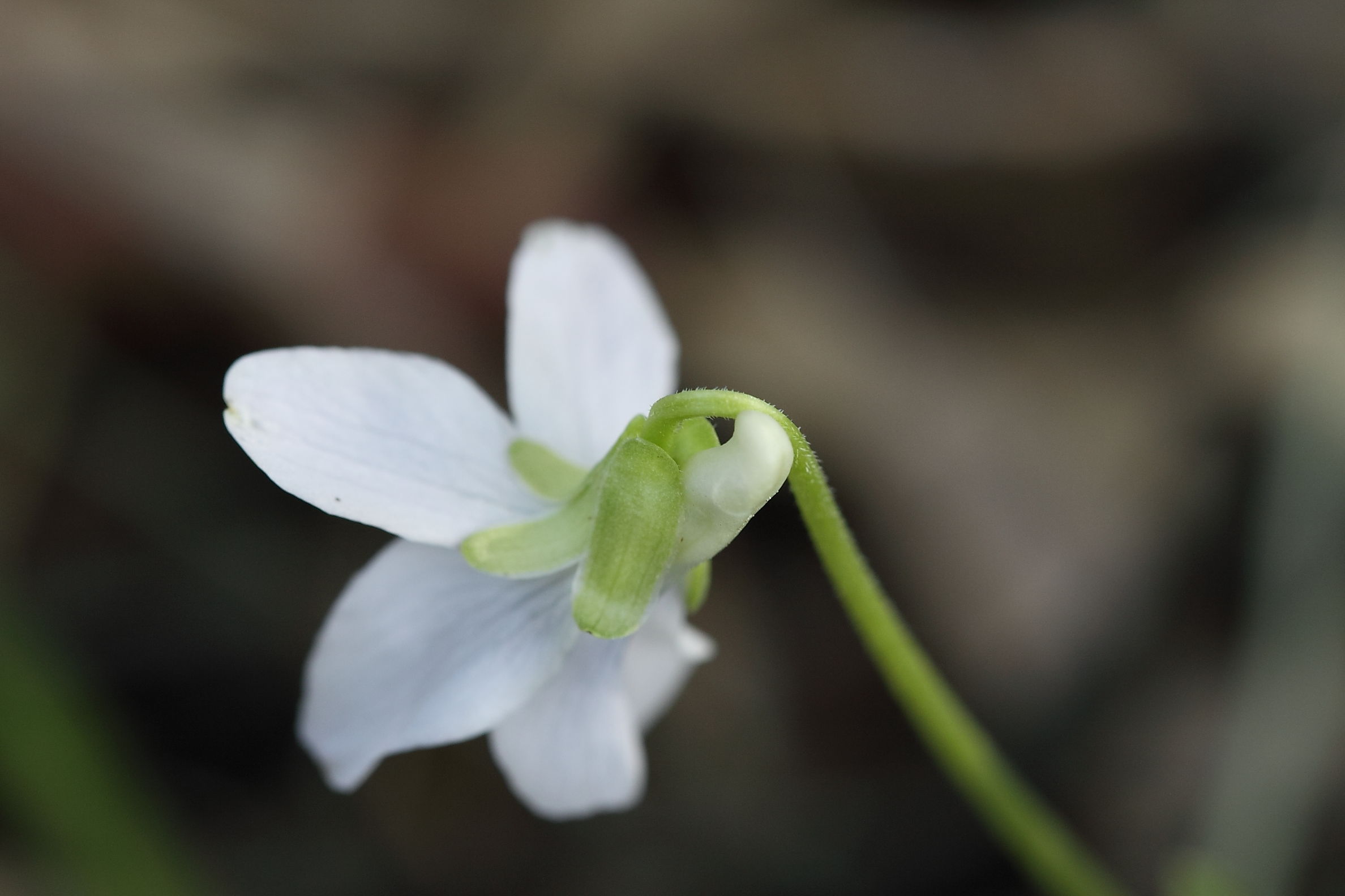 Viola alba o V. odorata?