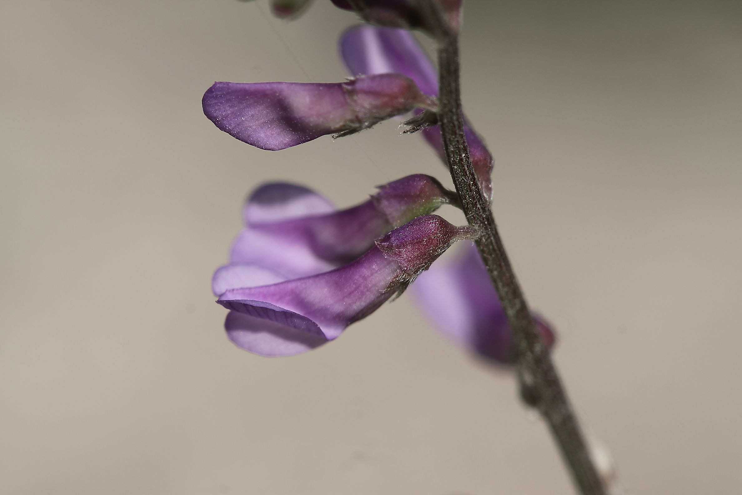 Vicia da detrminare