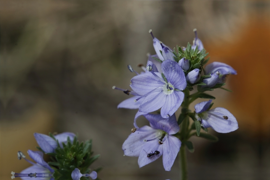 Da determinare - cfr. Veronica prostrata