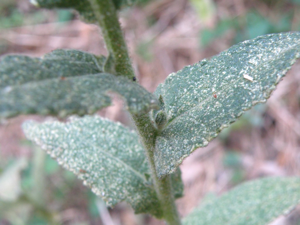 Verbascum cfr. sinuatum