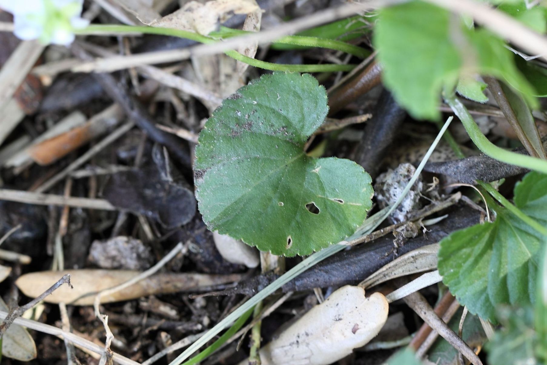 Viola alba o V. odorata?