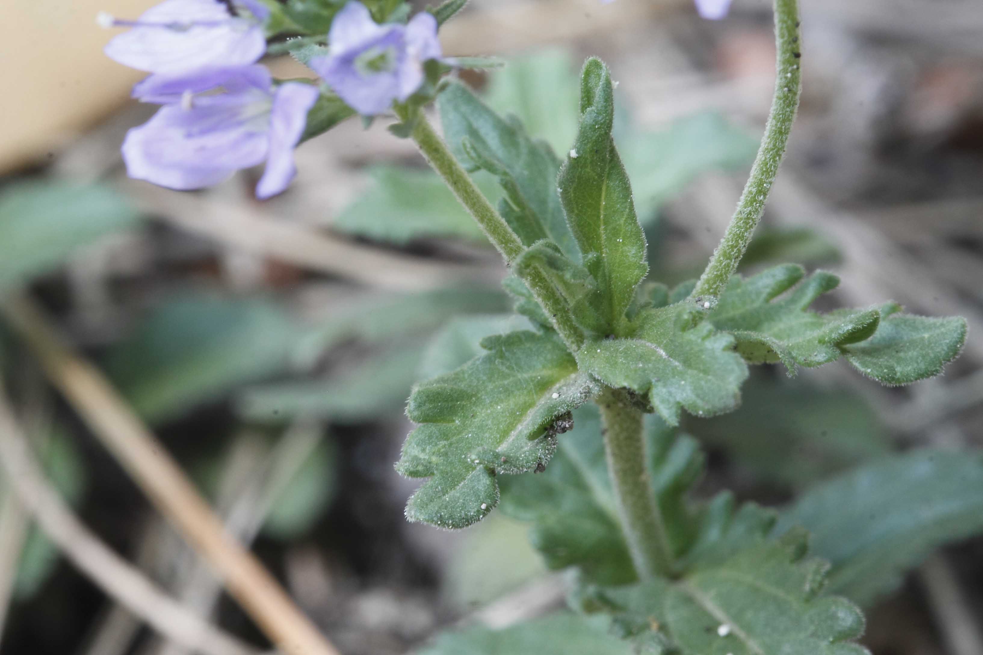 Da determinare - cfr. Veronica prostrata