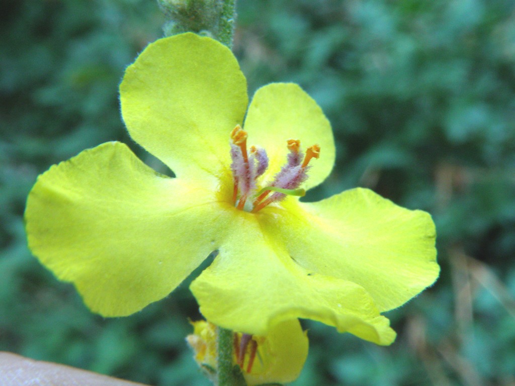 Verbascum cfr. sinuatum