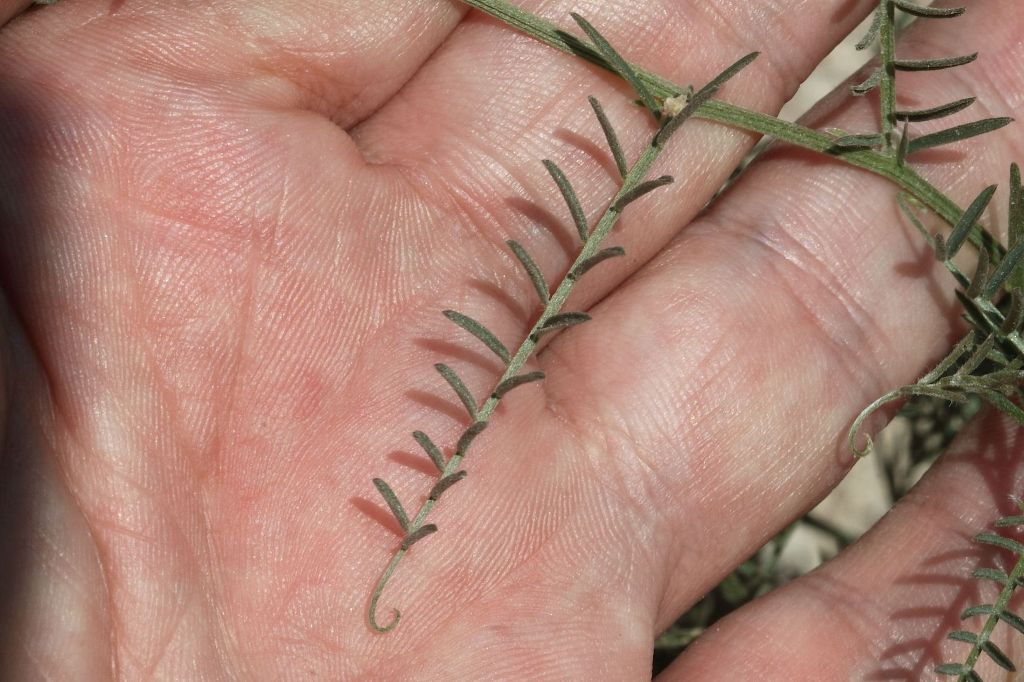 Vicia da detrminare