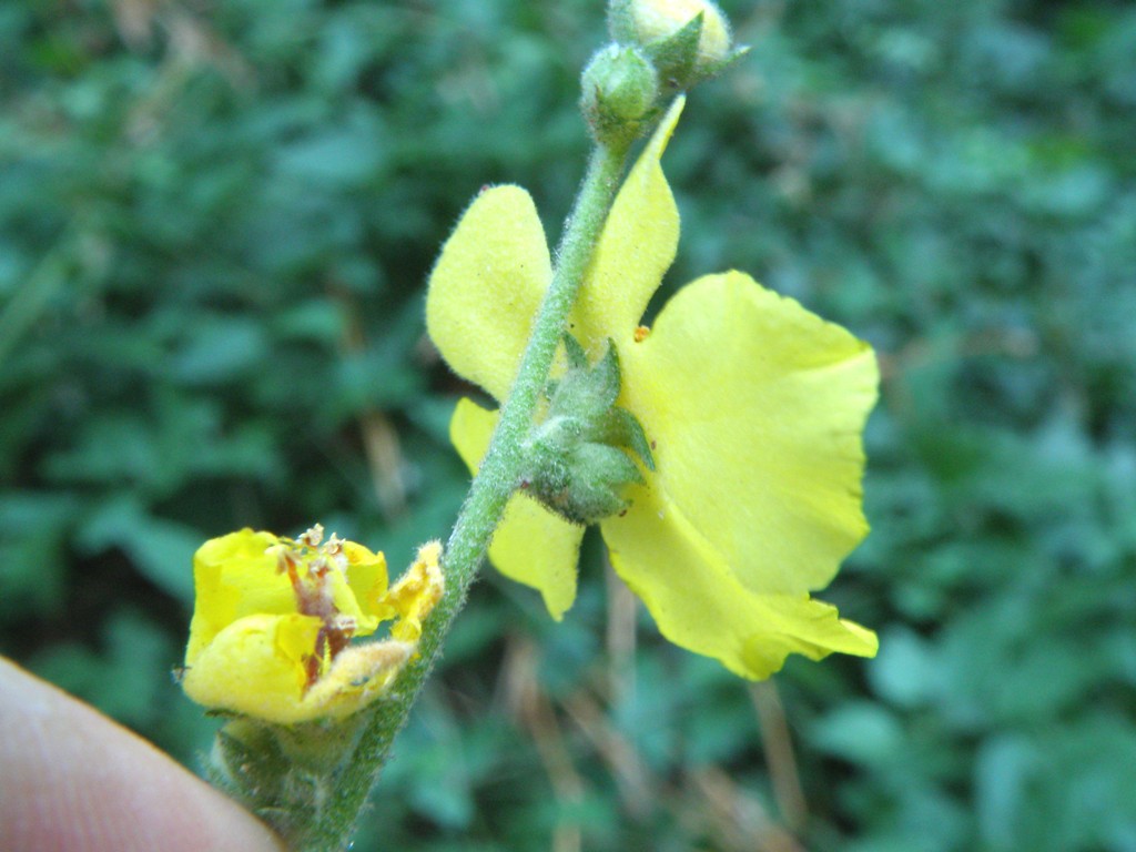 Verbascum cfr. sinuatum