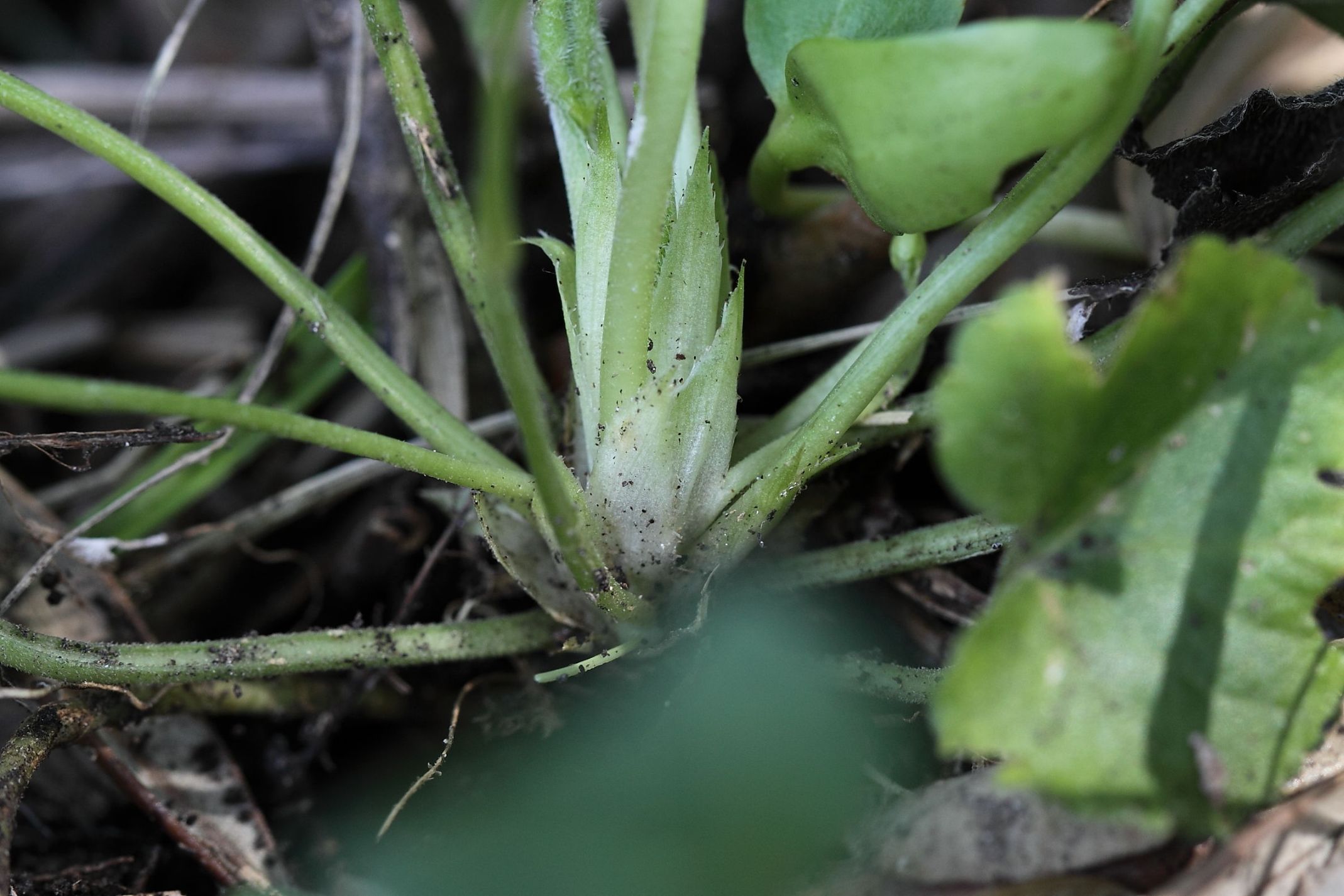 Viola alba o V. odorata?