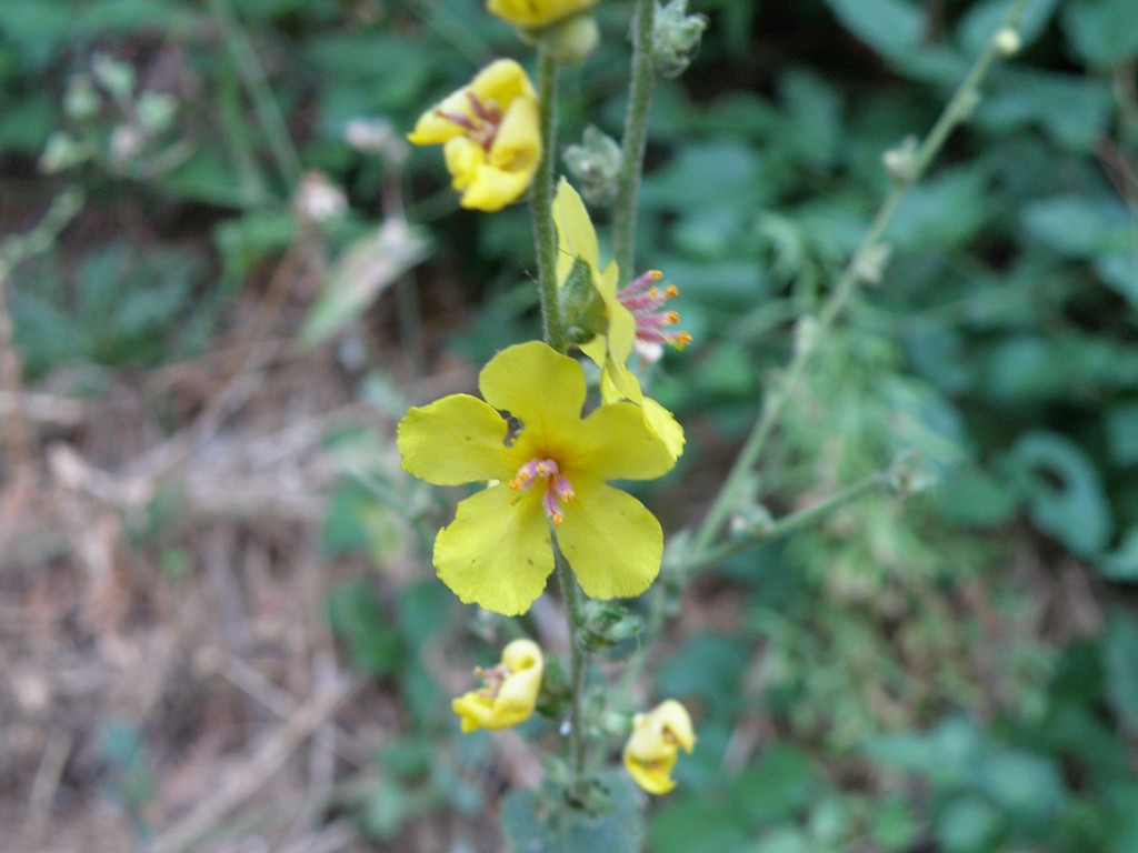Verbascum cfr. sinuatum