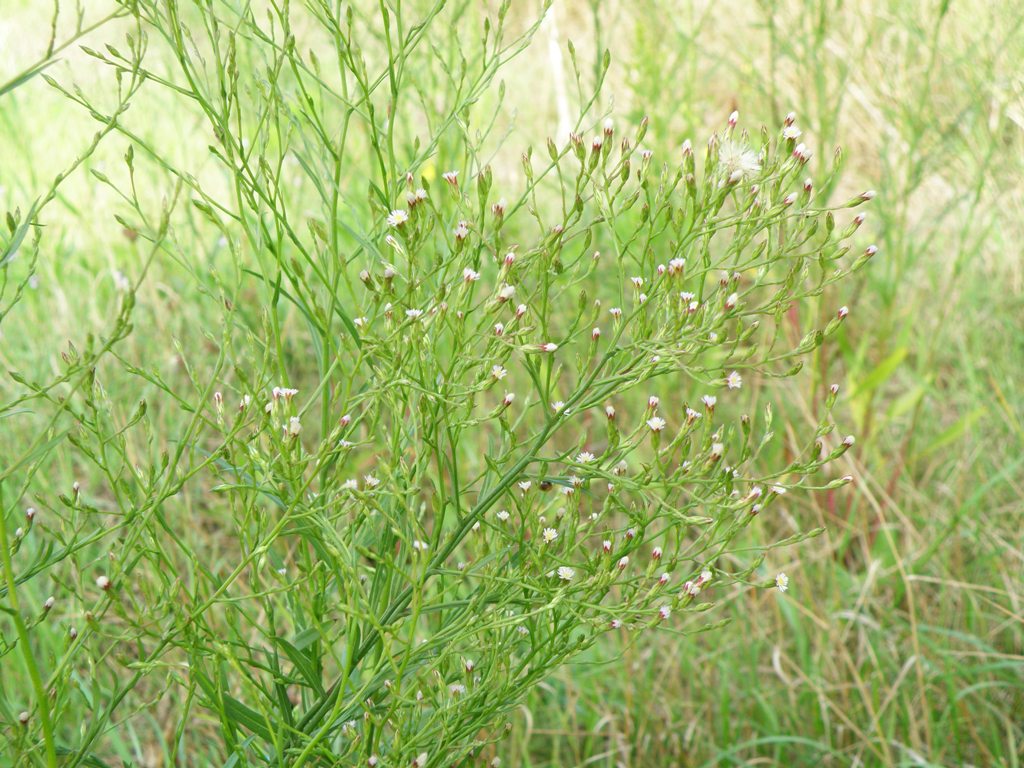 Symphyotrichum squamatum / Astro autunnale