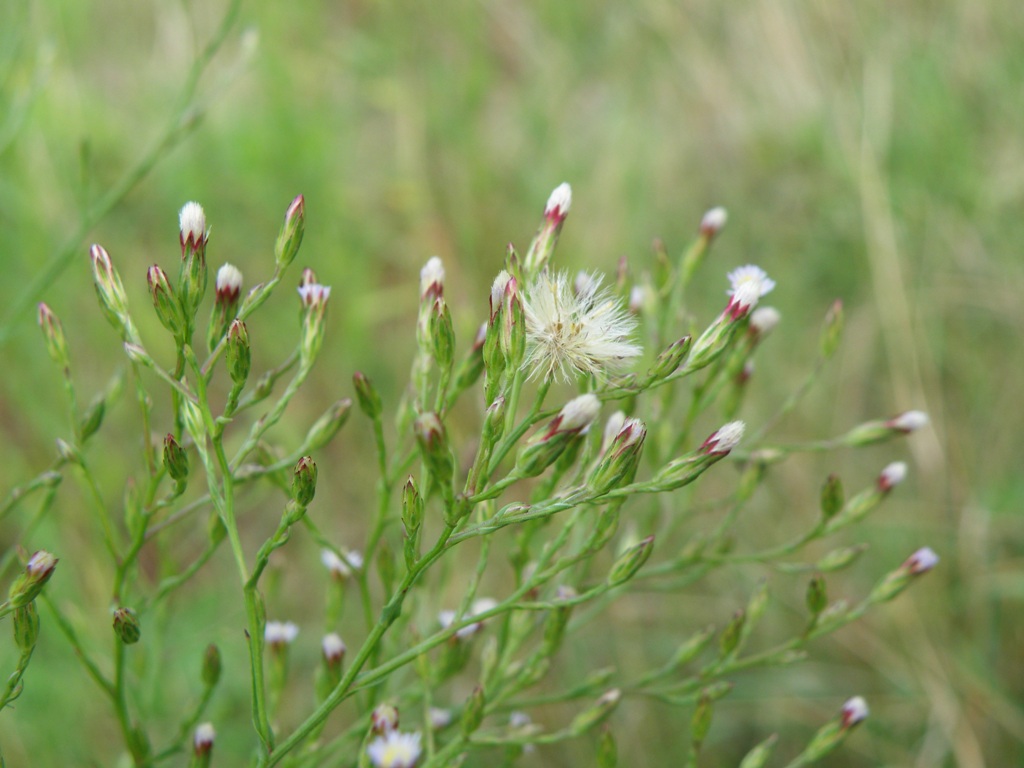 Symphyotrichum squamatum / Astro autunnale