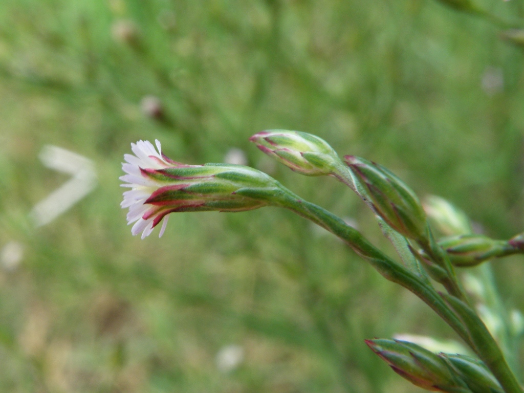 Symphyotrichum squamatum / Astro autunnale