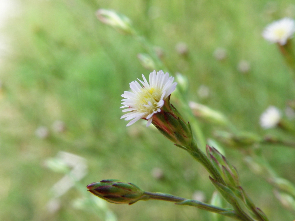Symphyotrichum squamatum / Astro autunnale