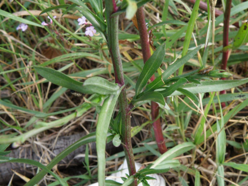 Symphyotrichum squamatum / Astro autunnale