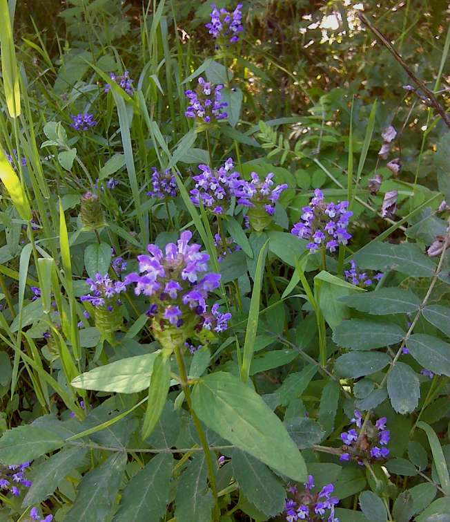 Prunella vulgaris / Prunella comune