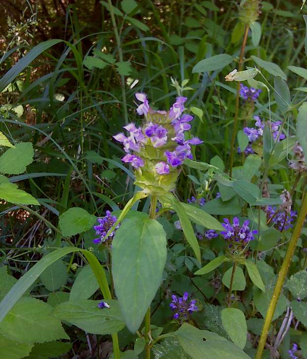 Prunella vulgaris / Prunella comune