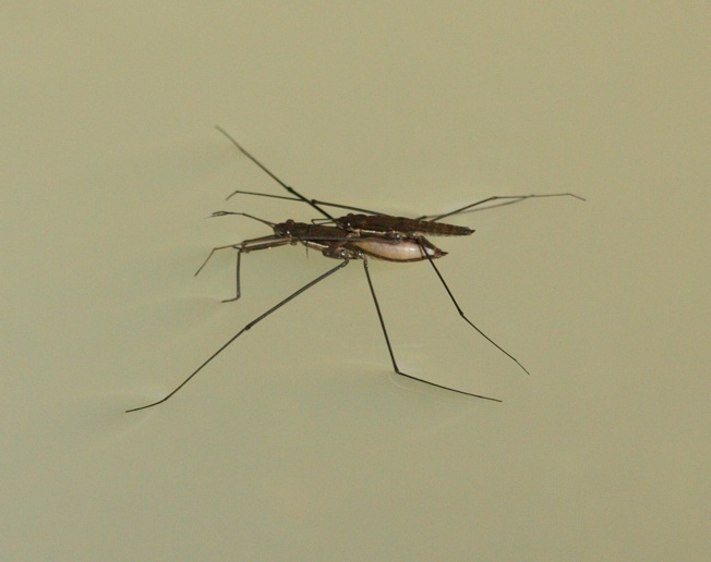 Hydrometridae (credo)